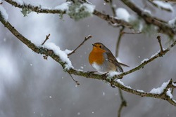 Red breasted Robin in the snow. The picture is taken in Sweden during winter.