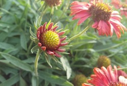 Blooming bud of pinkish red Echinacea flower in the garden