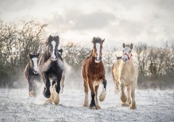 Beautiful big group of young Irish Gybsy cob horses foals running wild in snow on ground towards camera through cold deep snowy winter field sunset galloping christmas shire horse leading the pack 