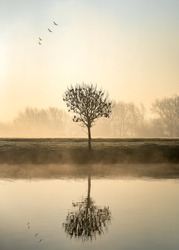 Single lone tree at dawn sunrise standing on river bank with mist and fog rising from canal birds flying in formation above reflected in calm still water foggy misty forest in landscape background