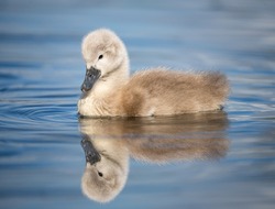 Beautiful baby cygnet mute swan chicks fluffy grey and white in blue lake water with reflection in river. Springtime new born wild swans birds in pond. 