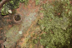 The green moss on the old iron plate rusted brown. natural texture Caused by placing it in the sun and rain, causing the steel to deteriorate and become unusable. Background texture.