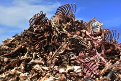 Pile of bones