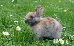Cute little rabbit bunny in green grass meadow  