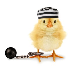 Cute cool chick prisoner jailbird with striped cap and fetter funny conceptual image 