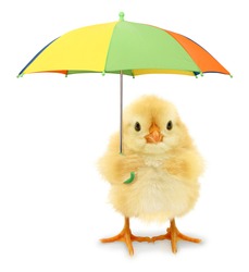 Cute cool chick with colorful umbrella funny conceptual image