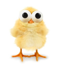 Chick is looking with huge eyes hilarious conceptual photo. Funny animals concept