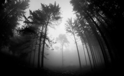 trees in black and white fog 
