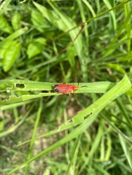 The common red soldier beetle, also misleadingly known as the bloodsucker beetle, and popularly known in England as the hogweed bonking beetle is a species of soldier beetle.