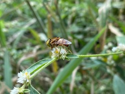 Eristalinus taeniops is a species of hoverfly, also known as the band-eyed drone fly.
