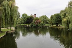 The beautiful lagoon at the Boston Public Garden. There is an island in the middle of the pond with a wooden ramp so that shorebirds could easily access the habitat area. There is a geese swimming.