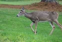 A small herd of female deer walking along the green grass of a golfcourse.
