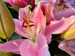 The top down view of a blooming lily plant. The bud is starting to open and the pale pink petals are forming a beautiful flower. There is pollen on the inside.