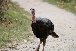 A large wild turkey that is walking along a dirt path in the middle of the woods. The game bird's feathers are down and there is a patch of long hair dangling down its chests.