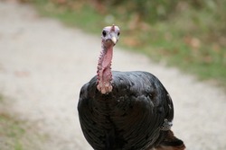 A large wild turkey that is walking along a dirt path in the middle of the woods. The game bird's feathers are down and there is a patch of long hair dangling down its chests.