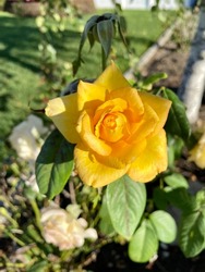 The top down, close up view of a blooming hybrid tea rose. The yellow flower is surrounded with other budding blooms.