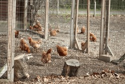 A large chicken coop with a flock of brown and red hens. They are safeguarded with chicken wire and have a large pen to roam free. They are scavenging for food and walking in front of their house.