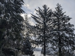 Snow covered evergreen trees framing a view of the Yaquina Bay at low tide