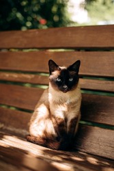 Siamese cat sits on a bench in the garden. portrait of a cat with blue eyes. cat basking in the sun outdoors