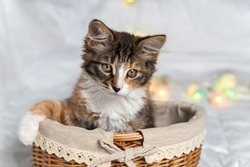 a funny little one is sitting in a basket on a white background. he has a half-black, half-white nose.There are Christmas lanterns nearby.He looks away. It is tricolor. There is a place for your text.