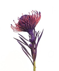 Unusual purple flower, Purple flower