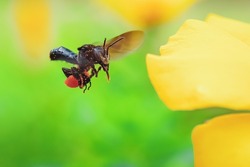 The Stingless Bee hovering towards the flower for pollination process. 