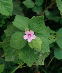 Beautiful Wild flower Urena lobata, commonly known as Caesarweed or Congo jute, is a tender perennial, ascendant shrub. As a weed, it is widely found in Brazil and Southeast Asia.