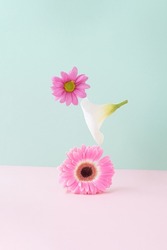 Flowers in balance lined up on a pink background. Summer spring aesthetic concept.