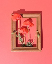 Red poppy flower in an old retro frame on a red background. Monochromatic minimal flower concept. Vintage surreal nature idea.