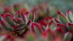 Colourful red-green succulent plant Echeveria pulvinata, also known as plush plant, native to southwest and central Mexico.