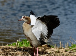Egyptian Goose (Alopochen aegyptiacus) is spreading his wings. 