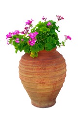Isolated Typical Greek vase with pink geraniums flowers on a white background