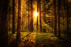 Beautiful Natural Forest Dawn Background