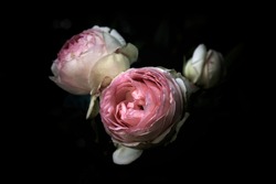Roses on a dark background, baroque mood, vintage flowers             