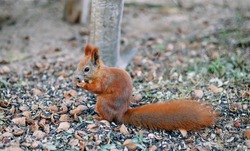 Charming red squirrel eats a nut. Autumn Park, the squirrel changes its fur for the winter