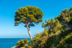Pinie am Cap du Dramont, Saint-Raphael, Var, Provence-Alpes-Cote dÂ´Azur, Pine tree at Cap du Dramont near Saint-Raphael in the Department Var of the province Provence-Alpes-Cote d´Azur