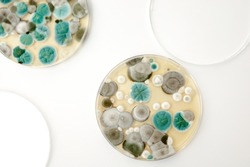 Mold samples on white background. A petri dish with colonies of microorganisms for bacteriological analysis in a microbiological laboratory. Close up view of mould.
