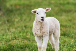  A newborn lamb in the meadow