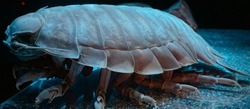 A shelled sea urhen, Giant isopod.