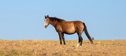 LIver Chestnut Wild Horse Mustang Mare in the Pryor Mountains Wild Horse Refuge Sanctuary on the border of Wyoming Montana in the United States