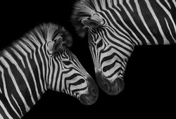 Beautiful Two Couple Zebra Closeup Face