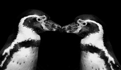 Beautiful Couple Penguin Kiss On The Black Background