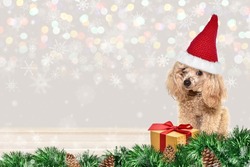 a small red poodle in a Santa hat sits near gift boxes with red ribbon on a light defocus background with snowflakes.  Place to add text.  Design element.  Christmas or new year clipart