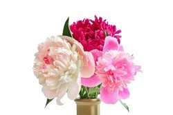 Three peony with green leaves isolated on white background. Flower clipart