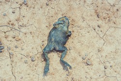 Dead frog on the ground.Animal life concept.