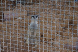 Meerkats are standing in a cage to waiting a food on the morning for selective focus.A small mongoose found in southern Africa.