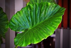 Leaf of Alocasia odora, night-scented lily, Asian taro or giant upright elephant ear ais are growing in a pot under the building for selective focus.A plant native to East and Southeast Asia.