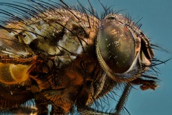 Macro of a common black fly