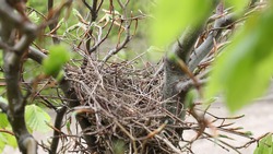 bird's nest on a tree, spring time