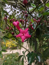 A deep red flower of Beaumontia Grandiflora Heralds Trumpet blooms in the garden.